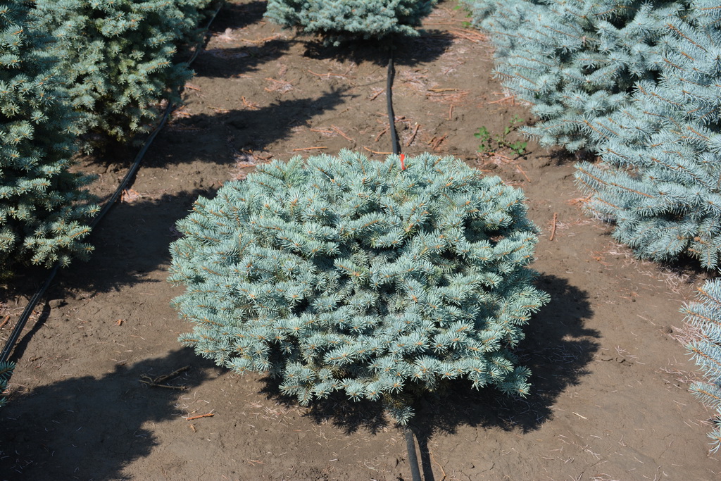 Picea pungens `Glauca Globosa`_11п_2020,08,06 (7).JPG